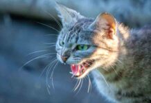 Muere un hombre de rabia por la mordedura de un gato en un viaje a Marruecos Muere un hombre de rabia por la mordedura de un gato en un viaje a Marruecos