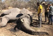 Botswana vende licencias para matar elefantes a 35.000 euros por cabeza Botswana vende licencias para matar elefantes a 35000 euros por cabeza