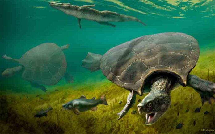 Encuentran fósiles de tortugas gigantes del tamaño de un coche en Sudamérica