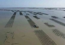 La lucha por salvar el Delta del Ebro después de la debastadora «Gloria» La lucha por salvar el Delta del Ebro después del la debastadora "Gloria''