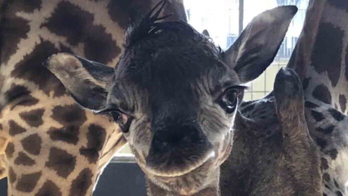 Nace en el zoo de Barcelona, Themba, hija de la jirafa Nuru
