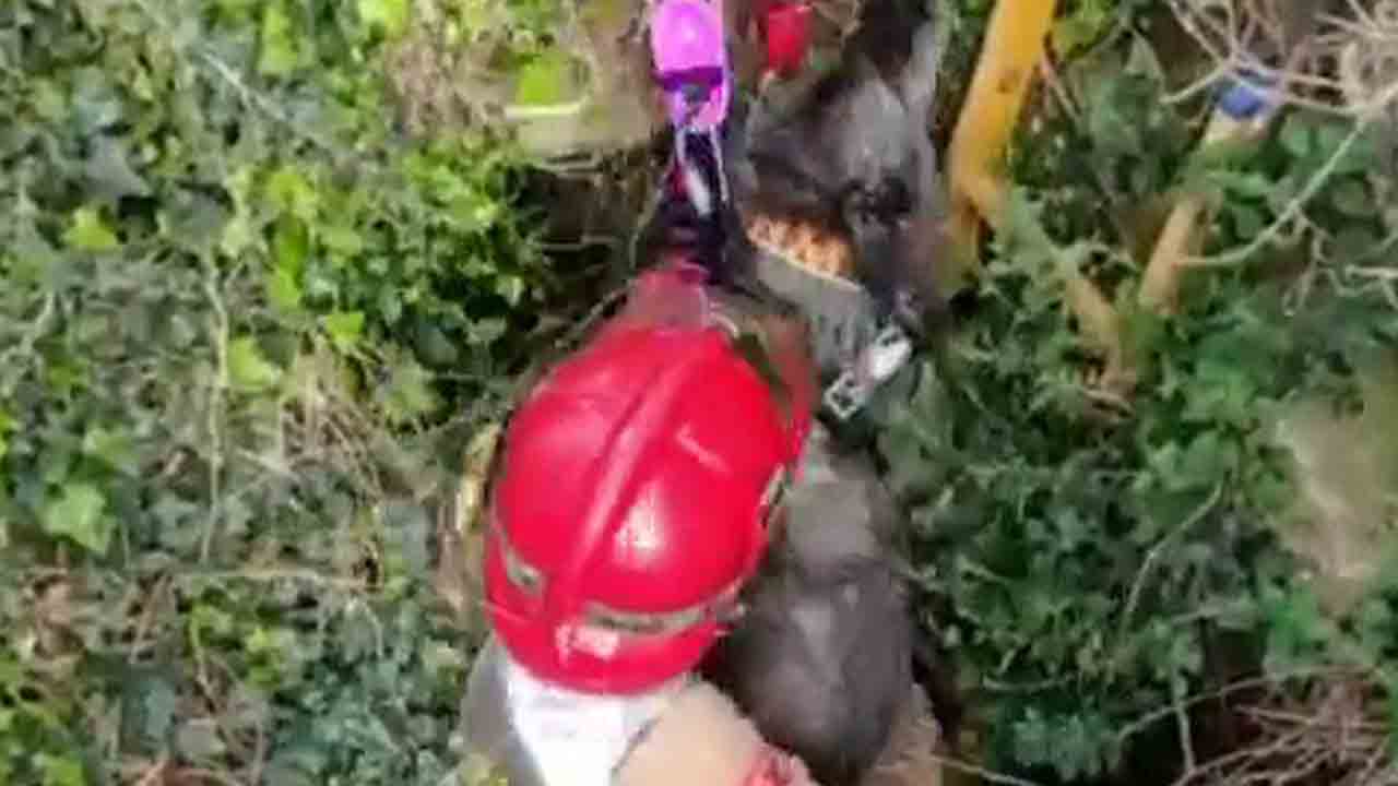 Consiguen rescatar a un perro de un pozo de 6 metros en Blanes (Girona)