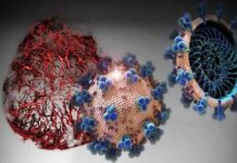 Bioingenieros encuentran un medicamento que bloquea los efectos del COVID-19 Bioingenieros encuentran un medicamento que bloquea los efectos del COVID-19