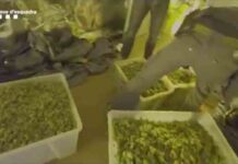 Desmantelan una plantación con 3.000 plantas de marihuana en una nave de Hospitalet de Llobregat Desmantelan una plantación con 3.000 plantas de marihuana en una nave de Hospitalet de Llobregat