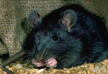 Coronavirus: ¿cuáles han sido las peores pandemias y epidemias de la historia? Coronavirus: ¿cuáles han sido las peores pandemias y epidemias de la historia?