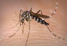 ¿Puede un mosquito contagiar a otro después de haber picado a alguien con Covid-19? ¿Puede un mosquito contagiar a otro después de haber picado a alguien con Covid-19?