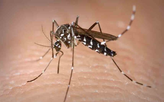 ¿Puede un mosquito contagiar a otro después de haber picado a alguien con Covid-19?