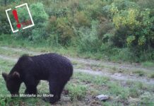 Video: Primer oso pardo visto en Galicia en 150 años Video: Primer oso pardo visto en Galicia en 150 años