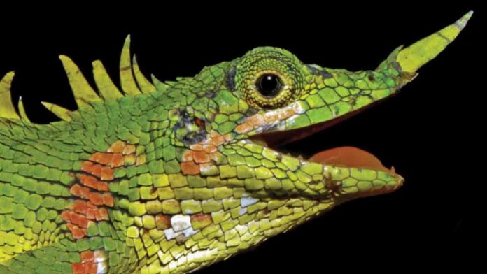 Encontrado un lagarto dragón con cuernos nasales perdido para la ciencia durante más de 100 años