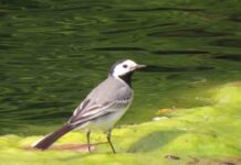 Identificadas más de 600 especies de flora y fauna en Barcelona Identificadas más de 600 especies de flora y fauna en Barcelona