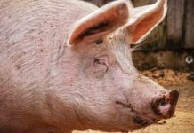 Nueva gripe porcina con potencial pandémico identificada en China Nueva gripe porcina con potencial pandémico identificada en China