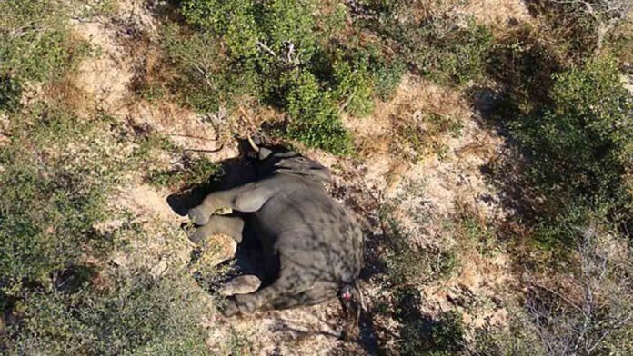 350 elefantes encontrados muertos en Botswana en los últimos dos meses