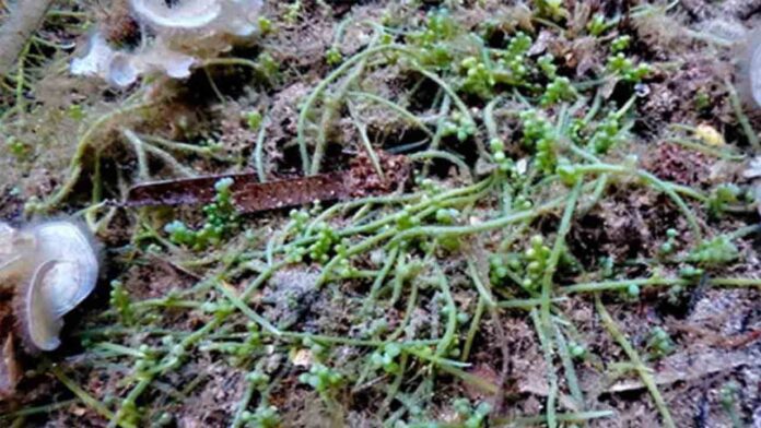 Detectada una especie de alga invasora del Mediterráneo en el Parque Natural del Cap de Creus