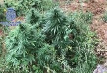 Intervenidas cinco toneladas y media de marihuana en Huesca y Lleida Intervenidas cinco toneladas y media de marihuana en Huesca y Lleida