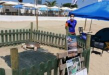 Barcelona busca voluntarios para implicarse en la conservación de la tortuga boba Barcelona busca voluntarios para implicarse en la conservación de la tortuga boba