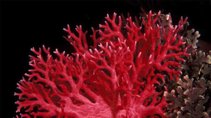 Se establece el procedimiento para controlar la primera venta de coral rojo