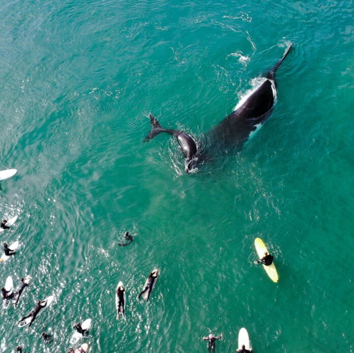 Una ballena jorobada y su cría, a 10 metros de los surfistas en Sydney