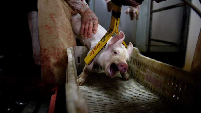 Cámaras de vigilancia en mataderos para incrementar la seguridad alimentaria y el bienestar animal