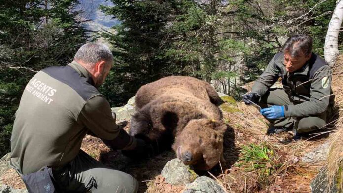 Detenido un agente de Medio Ambiente por la muerte del oso pardo Cachou