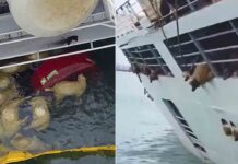 Rumanía es acusada de silencio por un barco que volcó y mató a 14.000 ovejas Rumanía es acusada de silencio por un barco que volcó y mató a 14.000 ovejas