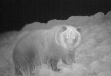 Un cazador mata a la osa Sarousse en el valle de Bardají, en Huesca Un cazador mata a la osa Sarousse en el valle de Bardají, en Huesca