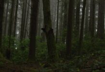 La extraña historia de nuestra búsqueda de Bigfoot La extraña historia de nuestra búsqueda de Bigfoot