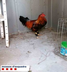 Denuncian a dos personas en Tarragona por mutilar crestas de gallos de pelea