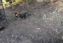 Denuncian a dos personas en Tarragona por mutilar crestas de gallos de pelea Denuncian a dos personas en Tarragona por mutilar crestas de gallos de pelea