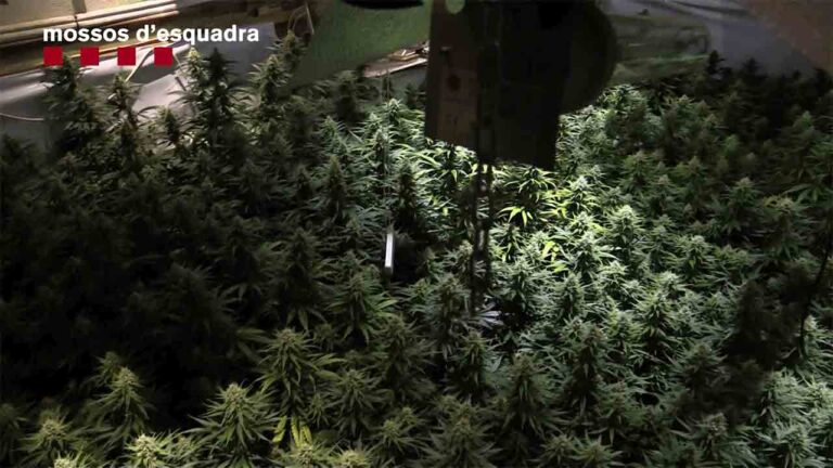 Desarticulado un grupo dedicado al cultivo y distribución de marihuana a gran escala