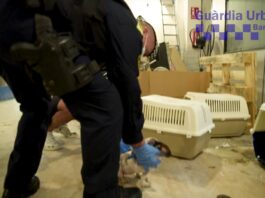 Intervenidos 33 perros en una tienda de animales del Eixample de Barcelona Intervenidos 33 perros en una tienda de animales del Eixample de Barcelona