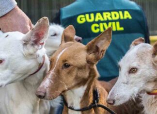 Desarticulada una organización dedicada al robo y venta de perros de caza Desarticulada una organización dedicada al robo y venta de perros de caza