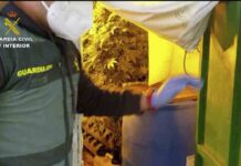 Desmantelada en Sevilla una organización dedicada al tráfico de marihuana Desmantelada en Sevilla una organización dedicada al tráfico de marihuana