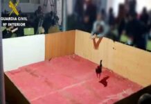 Disuelven una pelea de gallos ilegal donde se concentraban 90 personas Disuelven una pelea de gallos ilegal donde se concentraban 90 personas