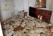 Intervienen en una finca de Madrid 22 perros en condiciones deplorables Intervienen en una finca de Madrid 22 perros en condiciones deplorables