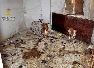 Intervienen en una finca de Madrid 22 perros en condiciones deplorables Intervienen en una finca de Madrid 22 perros en condiciones deplorables