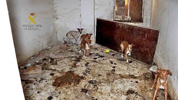 Intervienen en una finca de Madrid 22 perros en condiciones deplorables