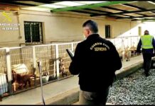 Detenidos un veterinario y un criador de perros por cortar las cuerdas vocales a los animales Detenidos un veterinario y un criador de perros por cortar las cuerdas vocales a los animales