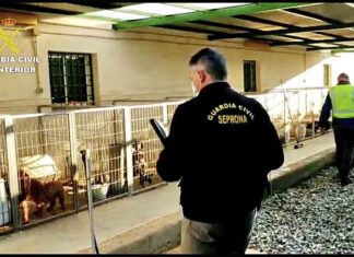 Detenidos un veterinario y un criador de perros por cortar las cuerdas vocales a los animales Detenidos un veterinario y un criador de perros por cortar las cuerdas vocales a los animales