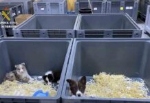 Cinco detenidos por la venta de cachorros de perro enfermos Cinco detenidos por la venta de cachorros de perro enfermos