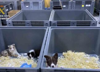 Cinco detenidos por la venta de cachorros de perro enfermos Cinco detenidos por la venta de cachorros de perro enfermos