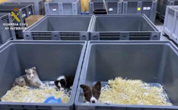 Cinco detenidos por la venta de cachorros de perro enfermos Cinco detenidos por la venta de cachorros de perro enfermos