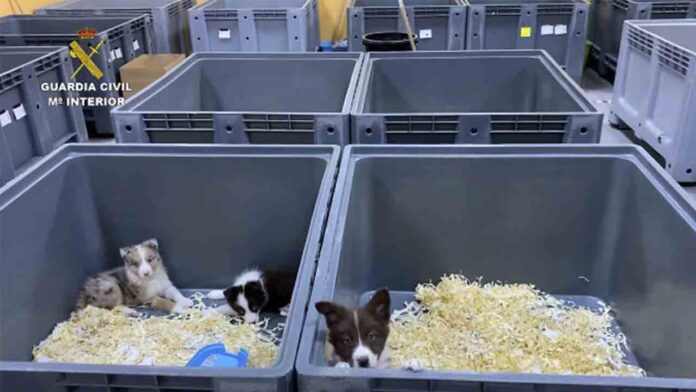 Cinco detenidos por la venta de cachorros de perro enfermos