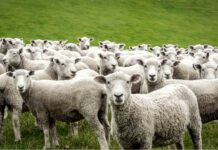 España es declarada oficialmente indemne de brucelosis ovina y caprina España es declarada oficialmente indemne de brucelosis ovina y caprina