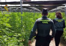 Intervenidas 64.000 plantas de cannabis en cinco plantaciones en Almería Intervenidas 64.000 plantas de cannabis en cinco plantaciones en Almería