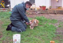 Se van del país y dejan a cuatro perros atados en una finca Se van del país y dejan a cuatro perros atados en una finca