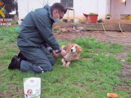 Se van del país y dejan a cuatro perros atados en una finca Se van del país y dejan a cuatro perros atados en una finca
