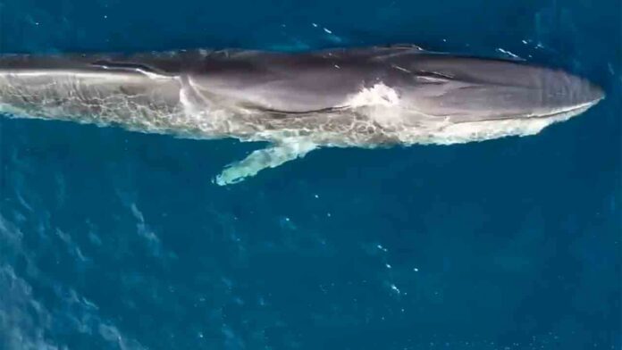 Un dron capta varias ballenas en las costas de Tarragona