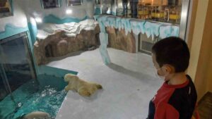 Indignación: Un hotel chino tiene osos polares como atracción en un corral