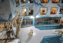 Indignación: Un hotel chino tiene osos polares como atracción en un corral Indignación: Un hotel chino tiene osos polares como atracción en un corral