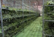 Intervenidas más de cuatro toneladas de marihuana en Teruel Intervenidas más de cuatro toneladas de marihuana en Teruel